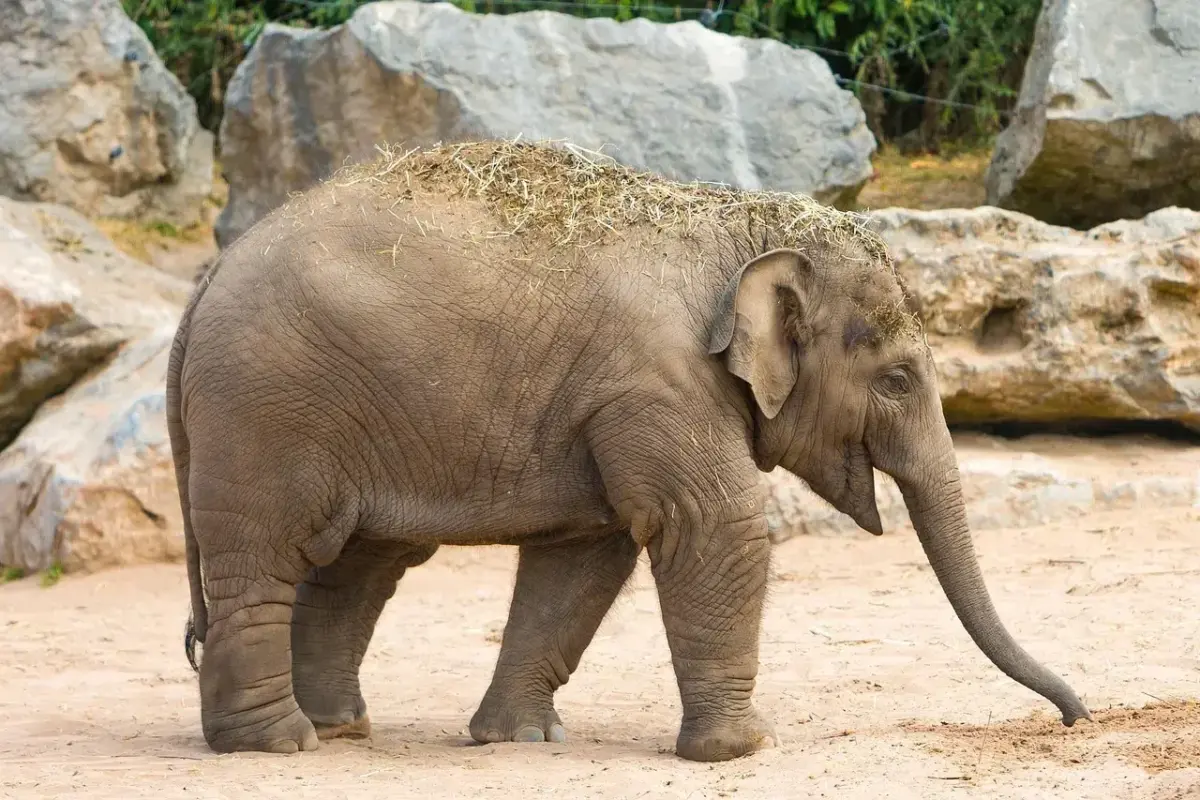 Κλείνει ο Ζωολογικός Κήπος στη Θεσσαλονίκη – Τι κρούσμα βρέθηκε