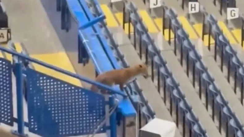 Αλεπού μπήκε στο γήπεδο πριν το Τσέλσι – Μπαρτσελόνα (vid)