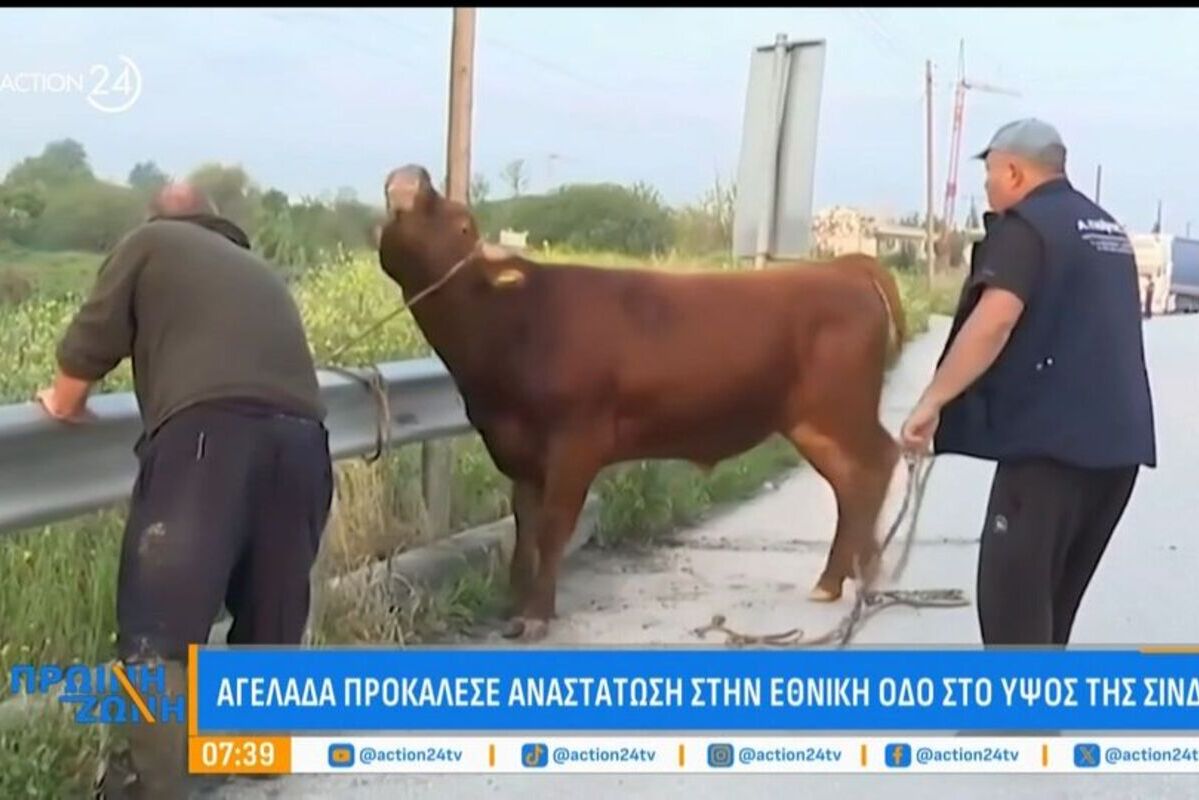 Απίστευτο περιστατικό στη Θεσσαλονίκη: Ταύρος «έκοβε βόλτες» στην Εθνική Οδό
