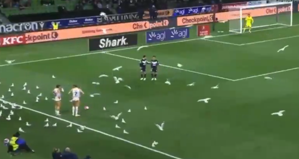 Απίστευτο περιστατικό στην Αυστραλία – Γλάροι εισέβαλαν στο γήπεδο και σταμάτησαν το παιχνίδι (vid)